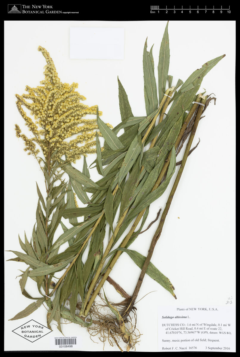 Solidago canadensis scabra - (Muhl.)Torr.&A.Gray. (Canadian Goldenrod) — photo