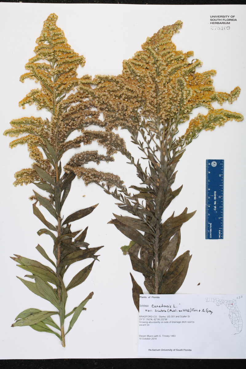Solidago canadensis scabra - (Muhl.)Torr.&A.Gray. (Canadian Goldenrod) — photo