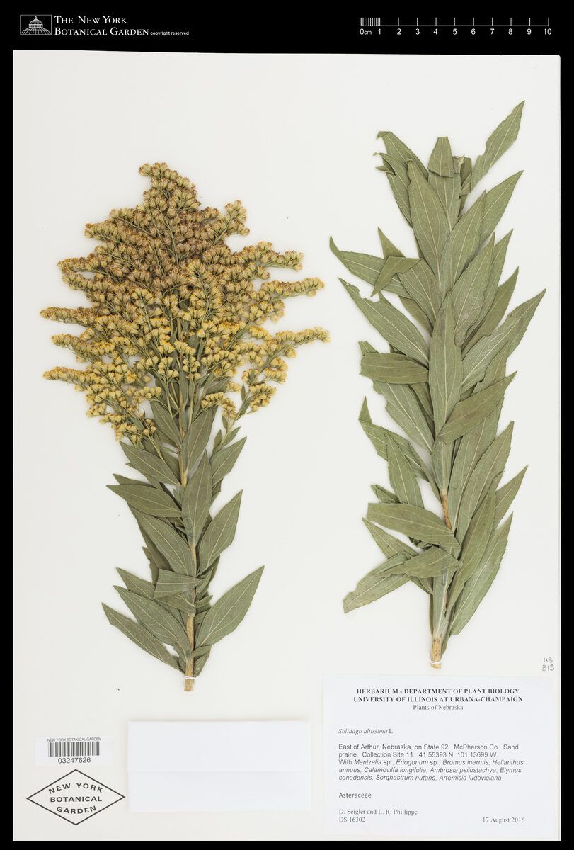 Solidago canadensis scabra - (Muhl.)Torr.&A.Gray.