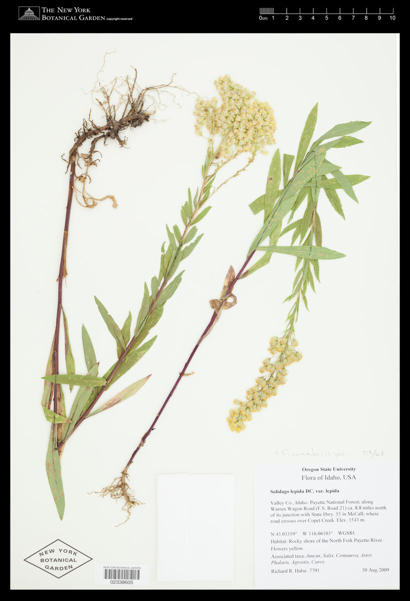 Solidago canadensis var. lepida (Western Canada golden rod) — photo