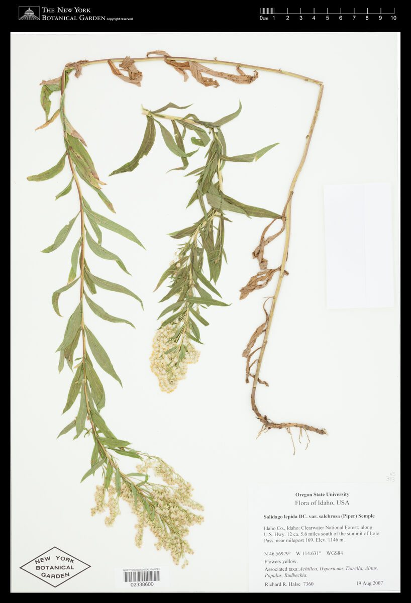 Solidago canadensis var. lepida (Western Canada golden rod) — photo