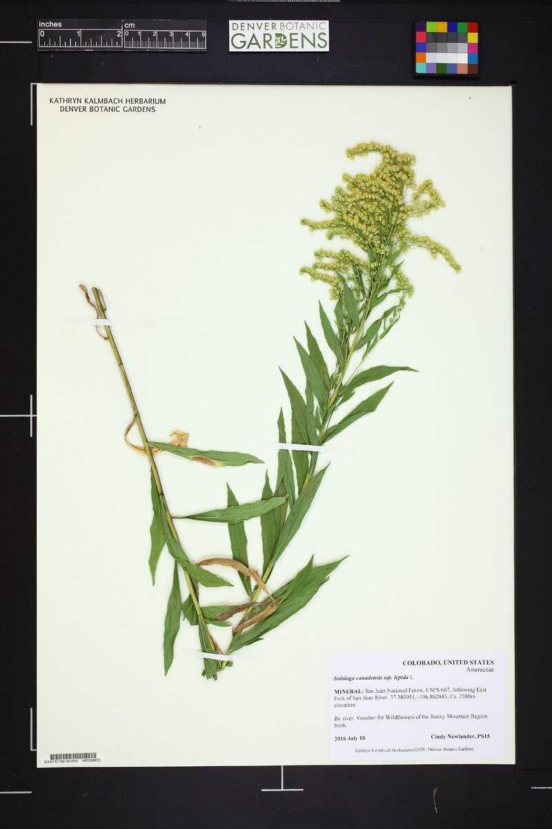 Solidago canadensis var. lepida