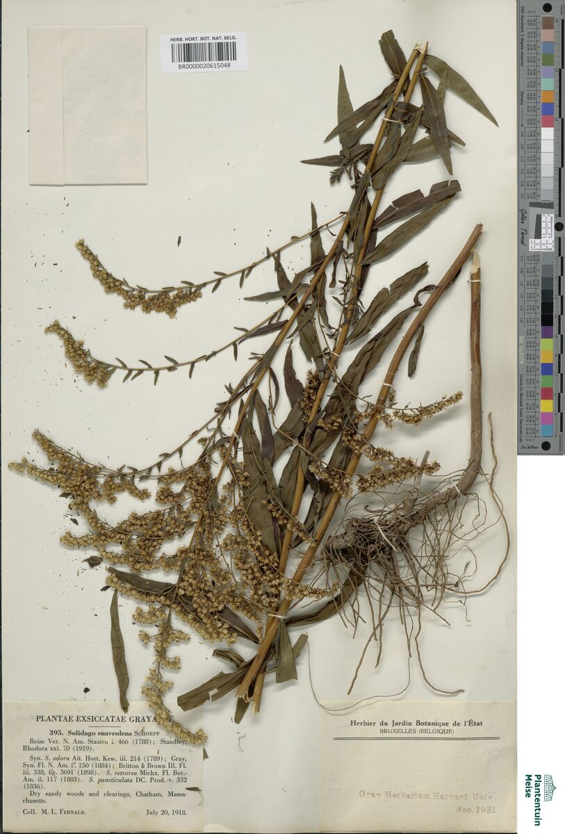Solidago suaveolens (anisescented goldenrod) — photo