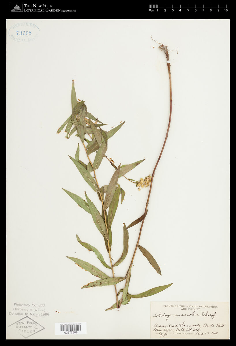 Solidago suaveolens