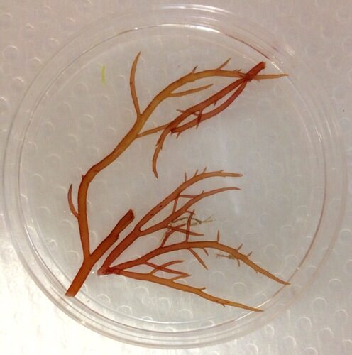 Solieria filiformis