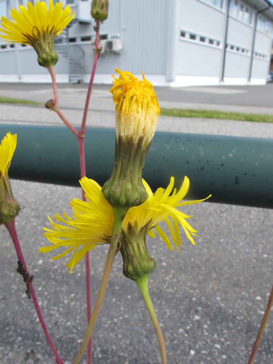 Sonchus arvensis subsp. uliginosus — photo