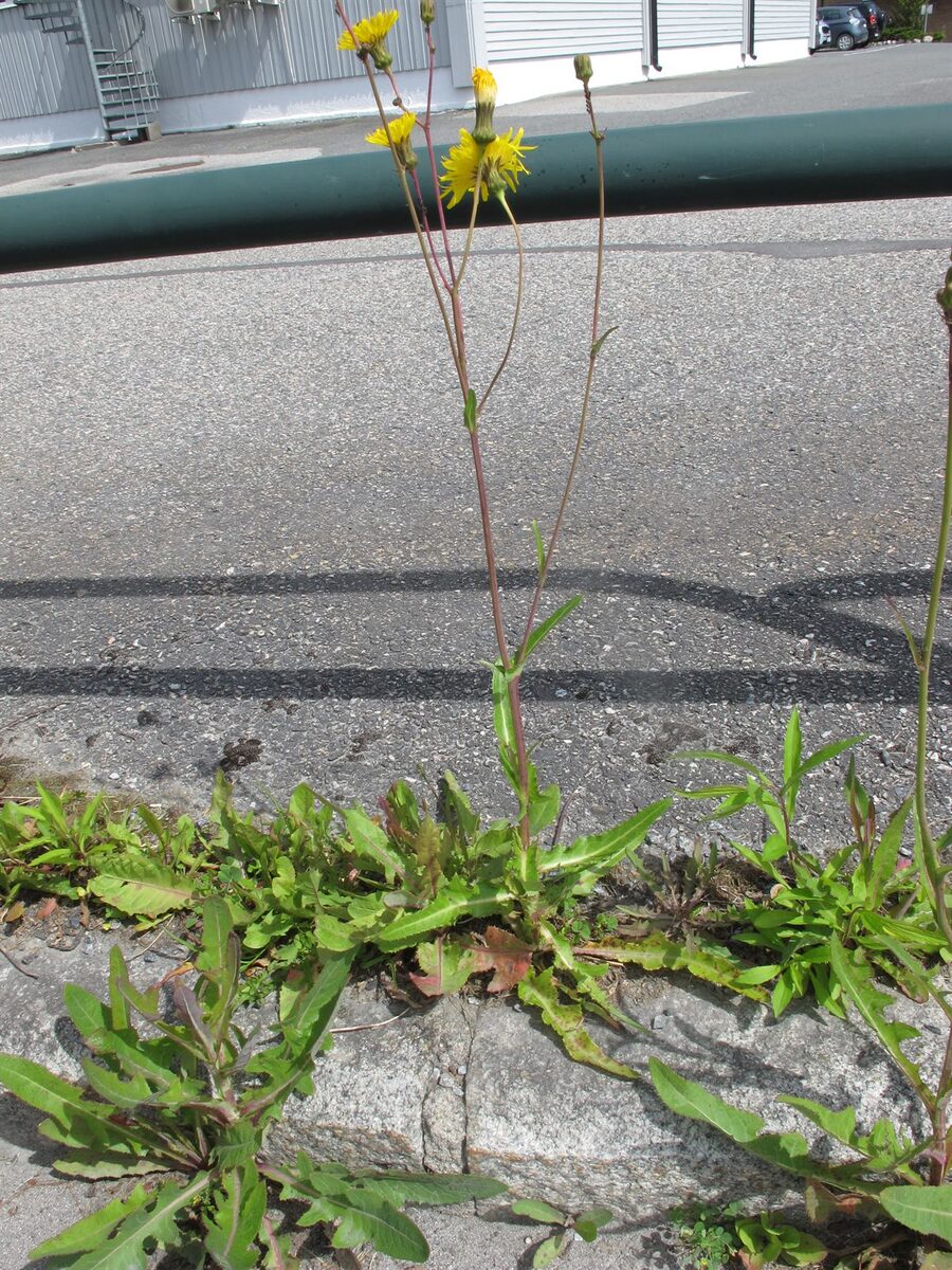 Sonchus arvensis subsp. uliginosus — photo
