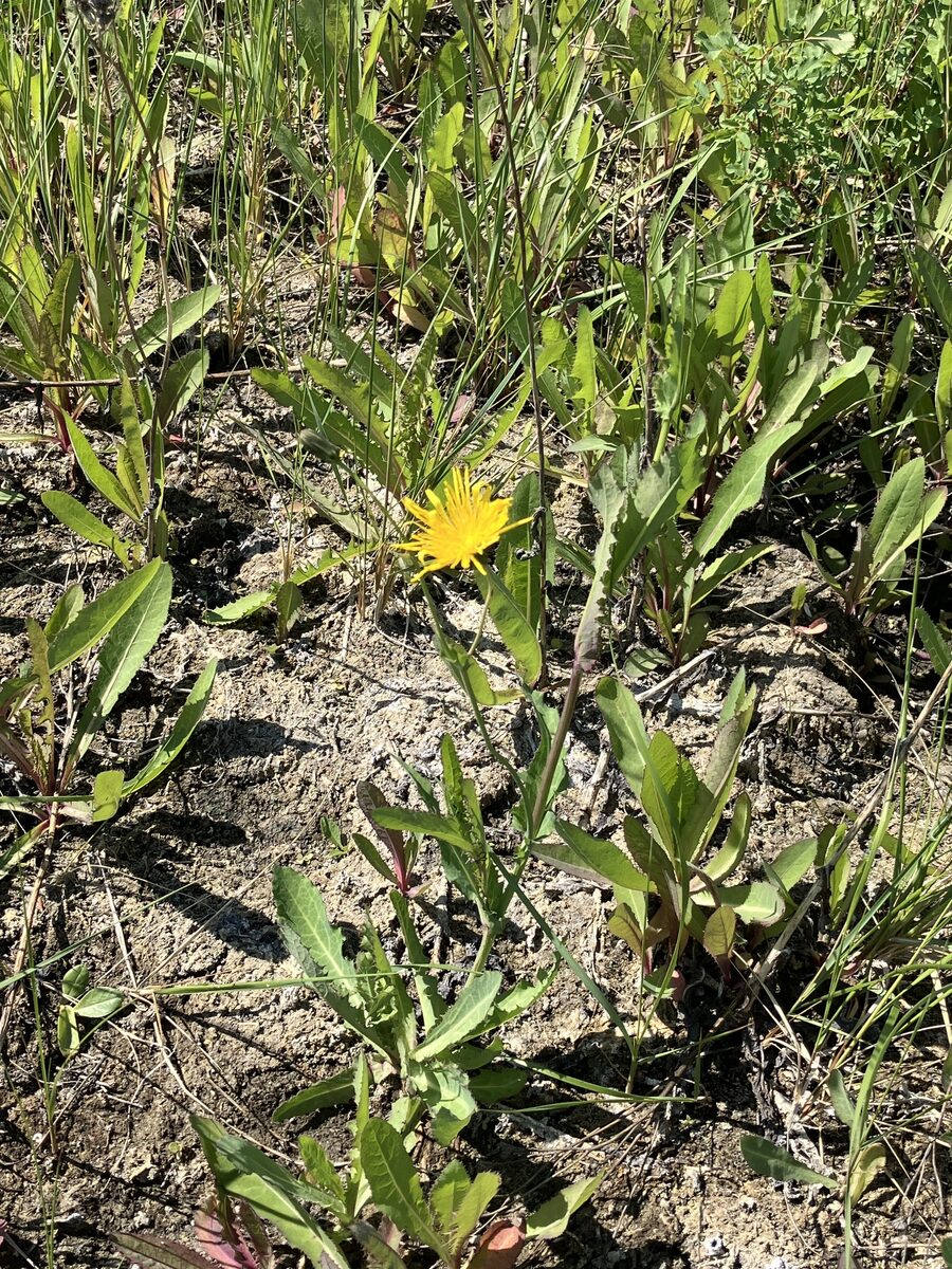 Sonchus arvensis subsp. uliginosus