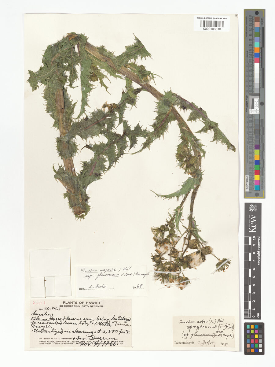 Sonchus asper subsp. nymanii — photo