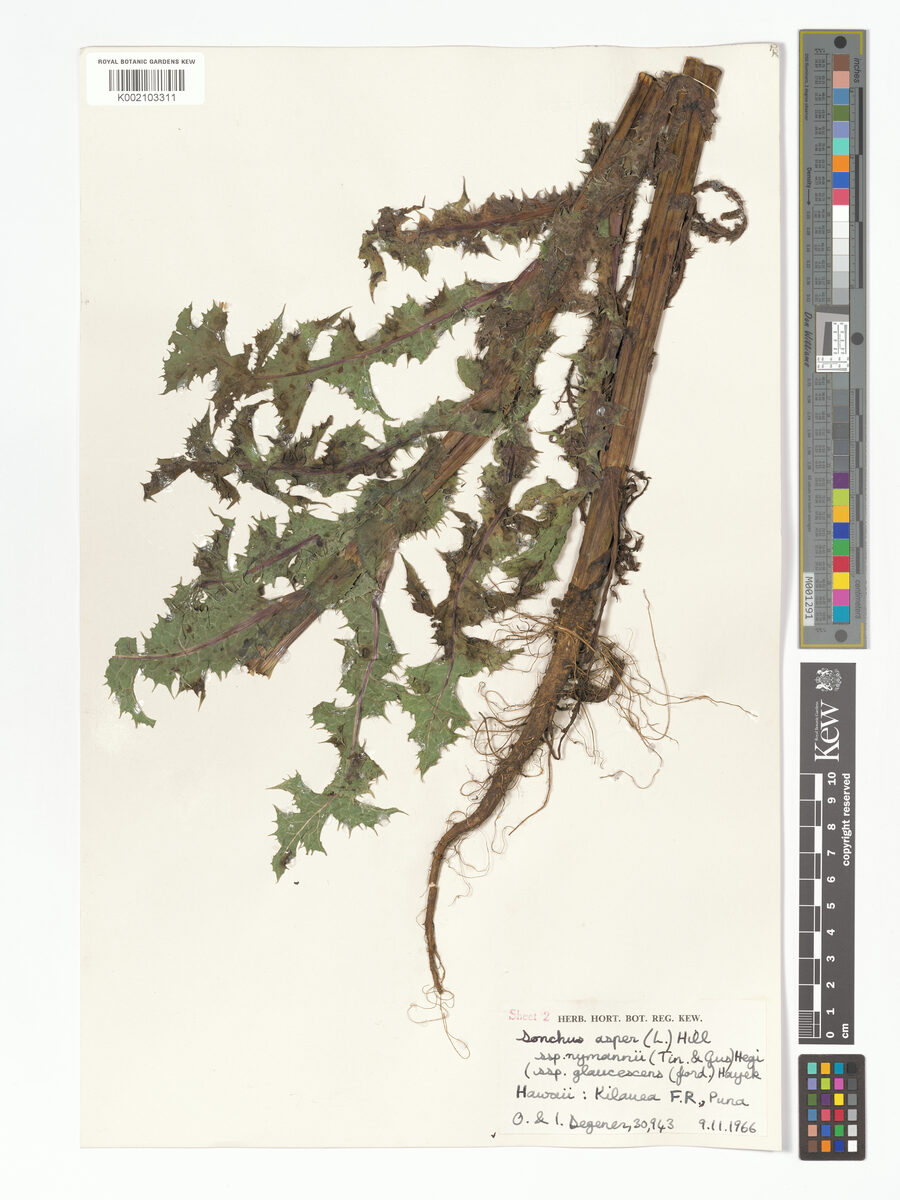 Sonchus asper subsp. nymanii — photo