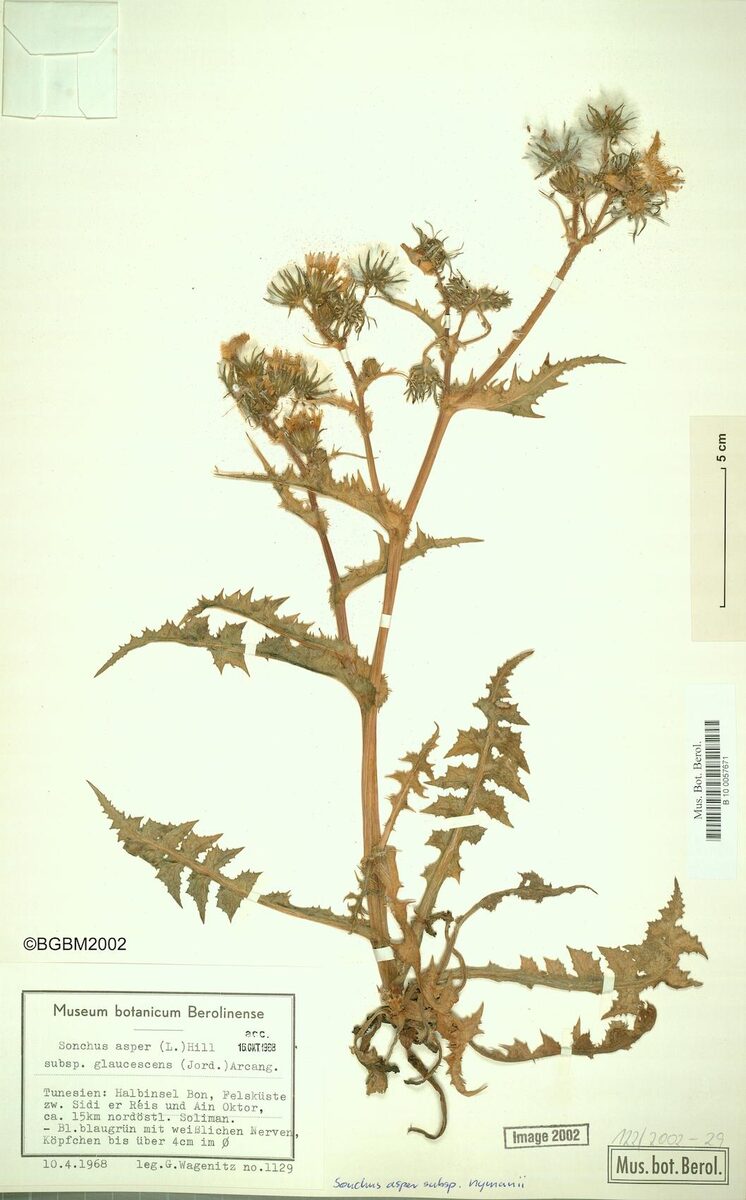 Sonchus asper subsp. nymanii