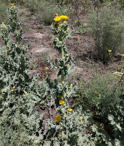 Sonchus crassifolius (Ensaladetas) — photo
