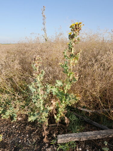Sonchus crassifolius (Ensaladetas) — photo