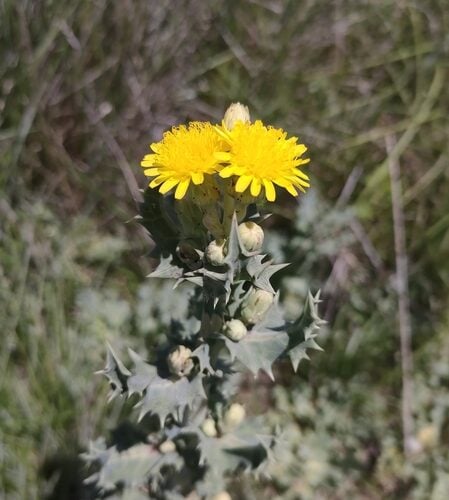 Sonchus crassifolius
