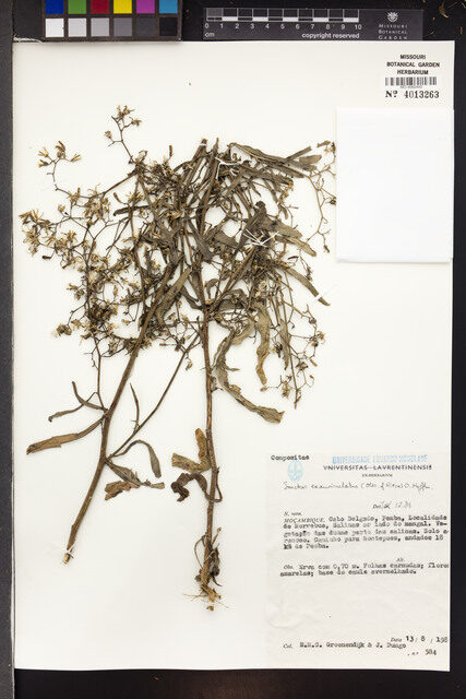Sonchus exauriculatus — photo