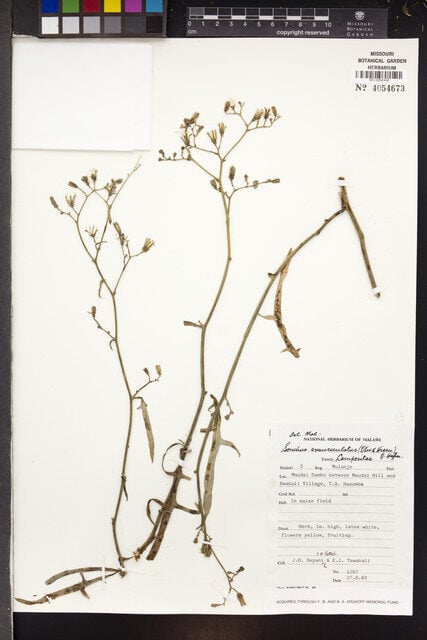 Sonchus exauriculatus — photo