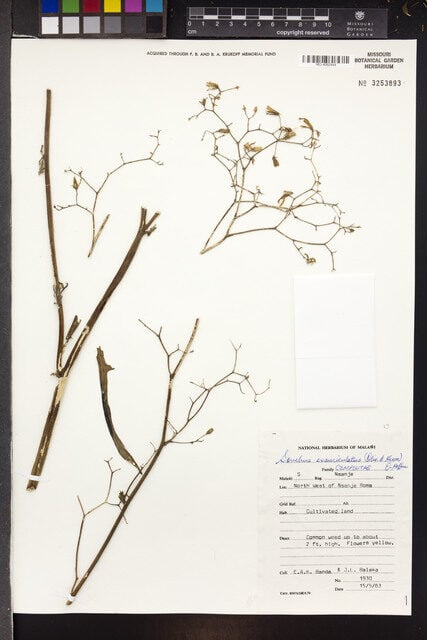 Sonchus exauriculatus