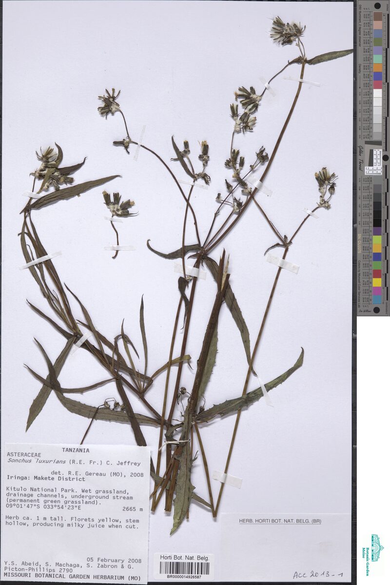 Sonchus luxurians — photo