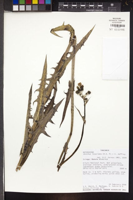Sonchus luxurians
