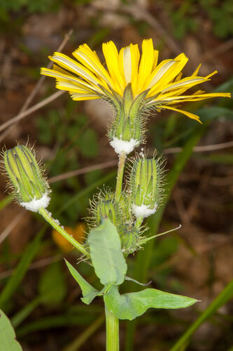 Sonchus tenerrimus (Clammy Sowthistle) — photo
