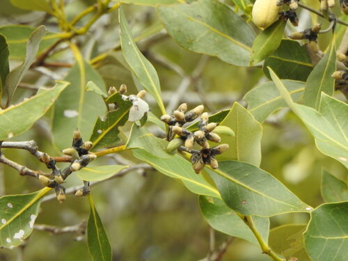 Sonneratia alba (White mangrove) — photo