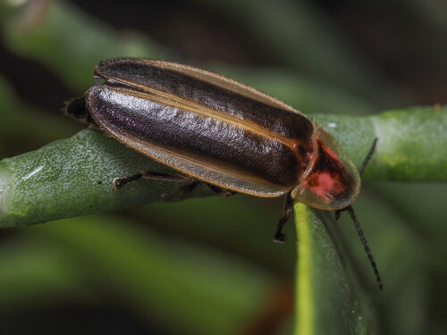 Sonneratia caseolaris (Firefly mangrove) — photo