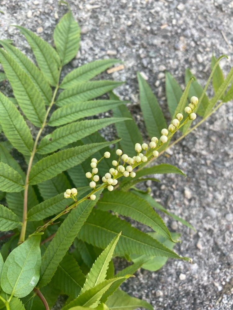 Sorbaria sorbifolia var. stellipila — photo