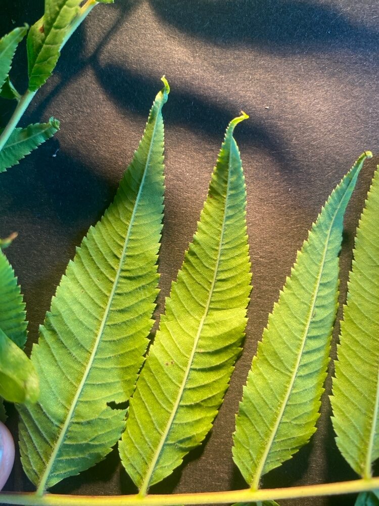 Sorbaria sorbifolia var. stellipila — photo