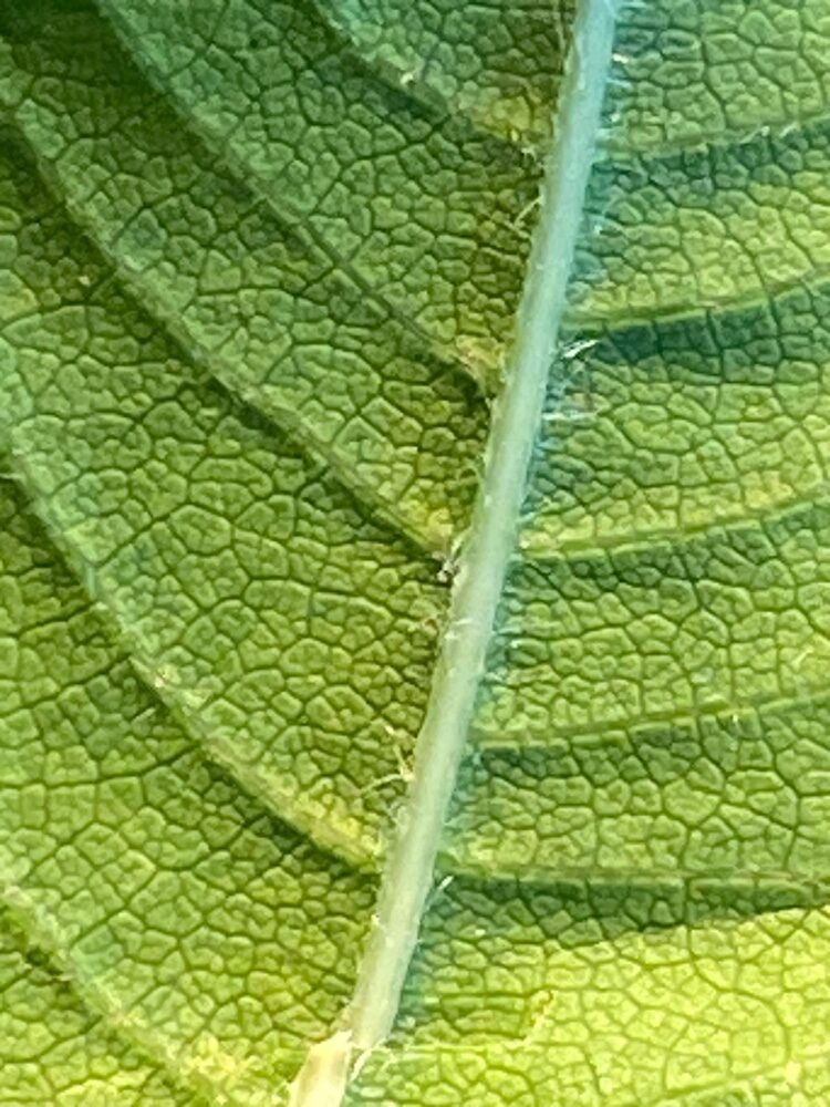 Sorbaria sorbifolia var. stellipila