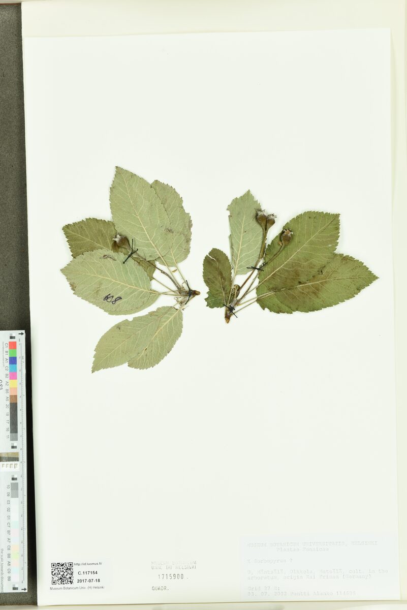 Sorbopyrus species