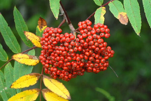 Sorbus aucuparia (Mountain Ash) — photo