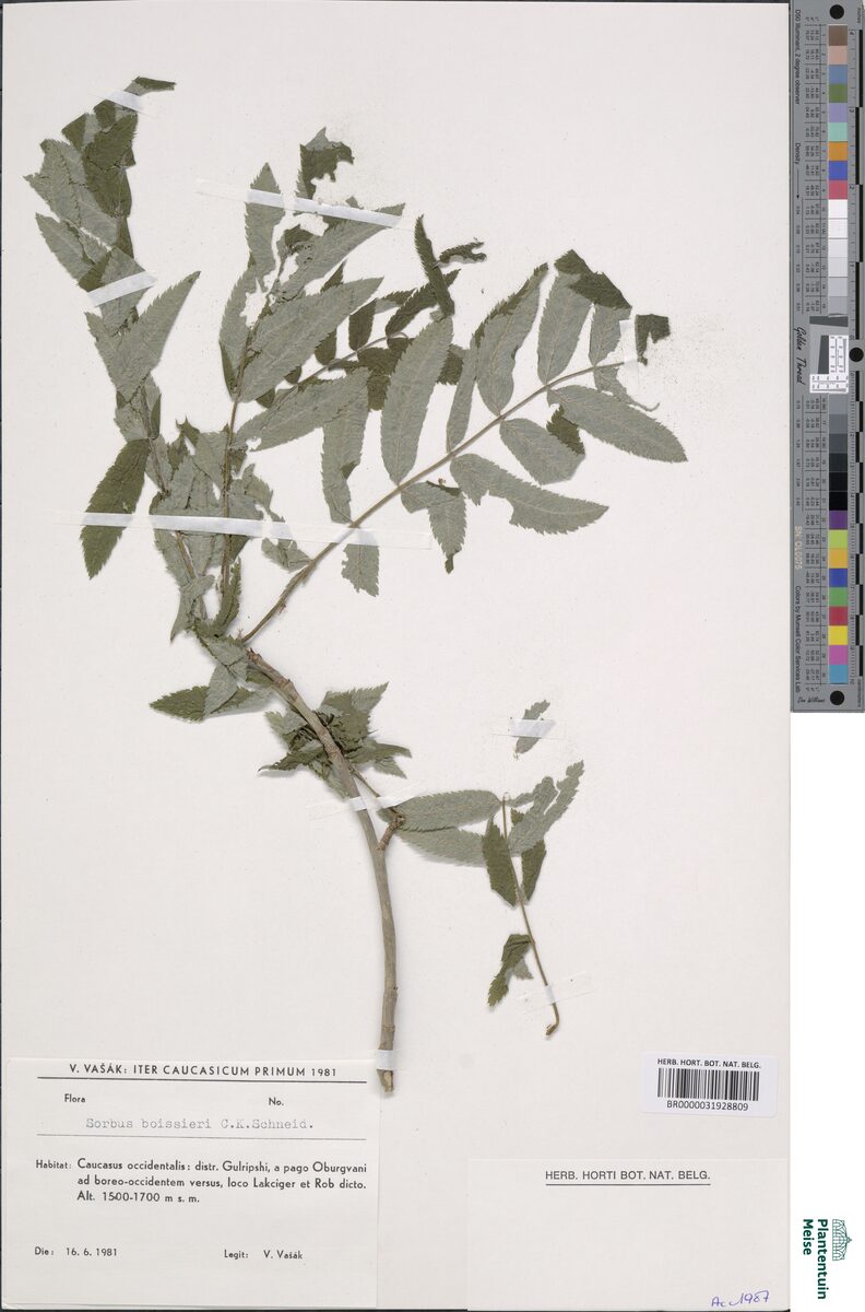 Sorbus boissieri — photo