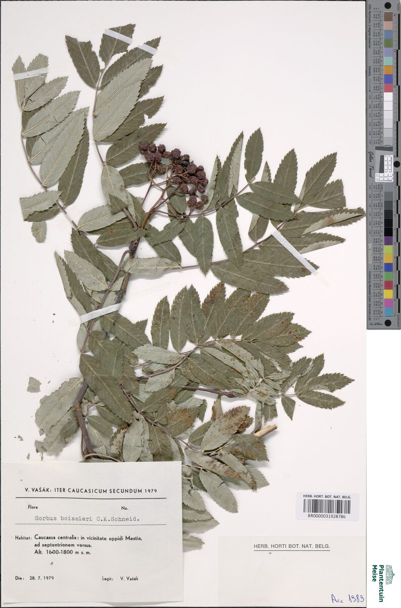 Sorbus boissieri — photo