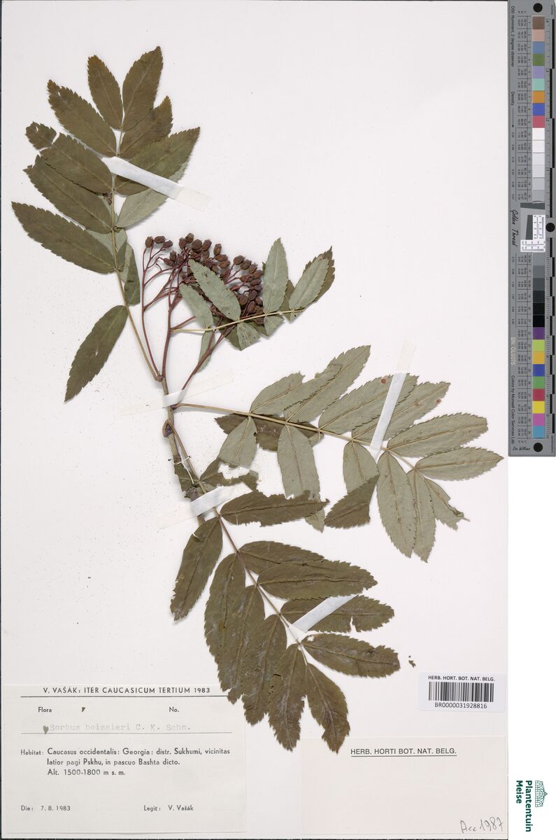 Sorbus boissieri