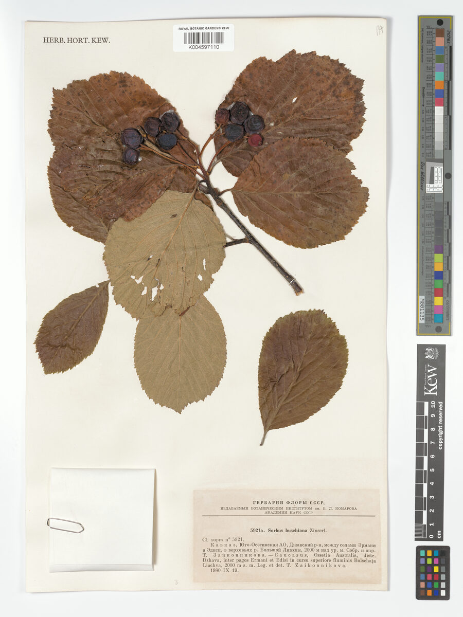Sorbus buschiana — photo