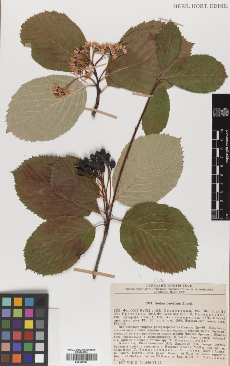 Sorbus buschiana — photo