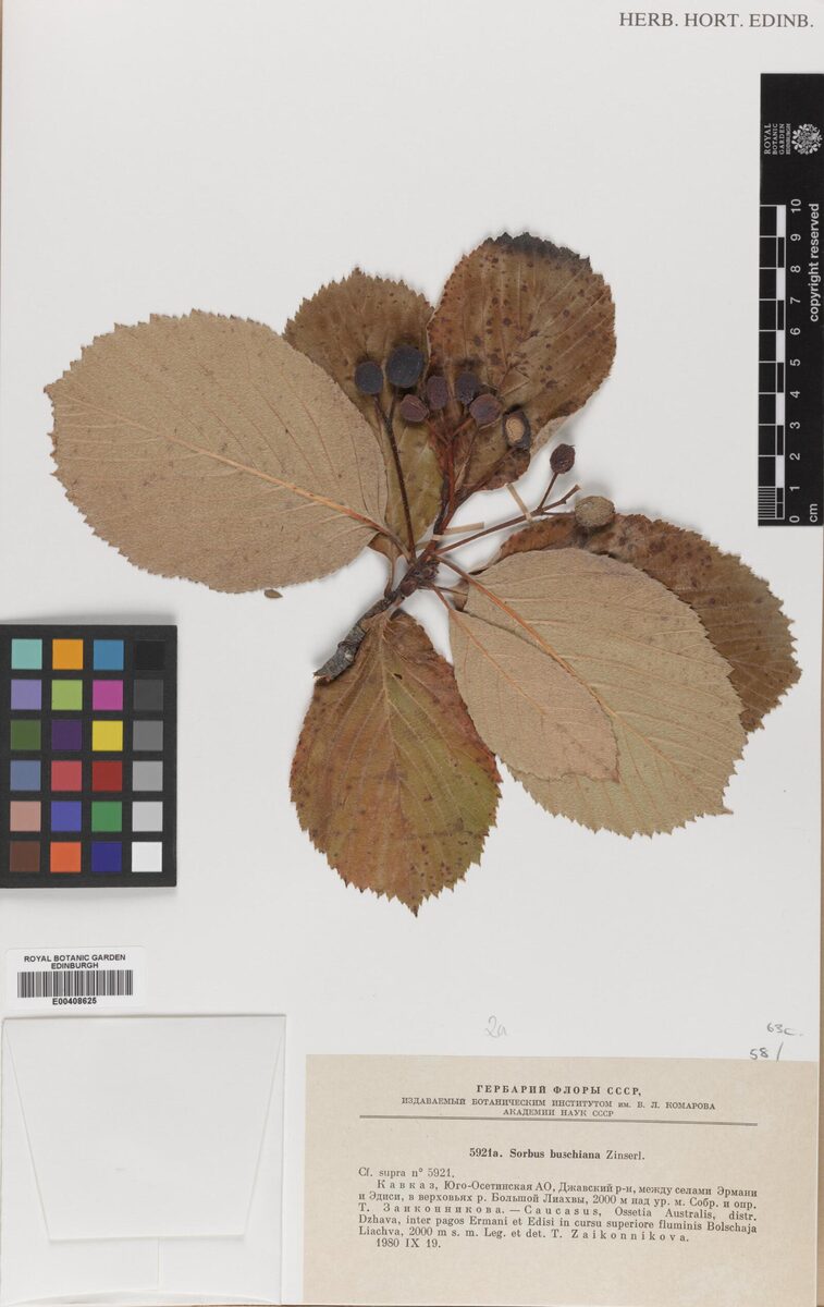 Sorbus buschiana