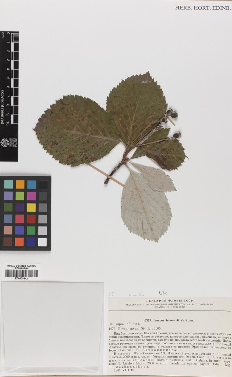 Sorbus fedorovii — photo