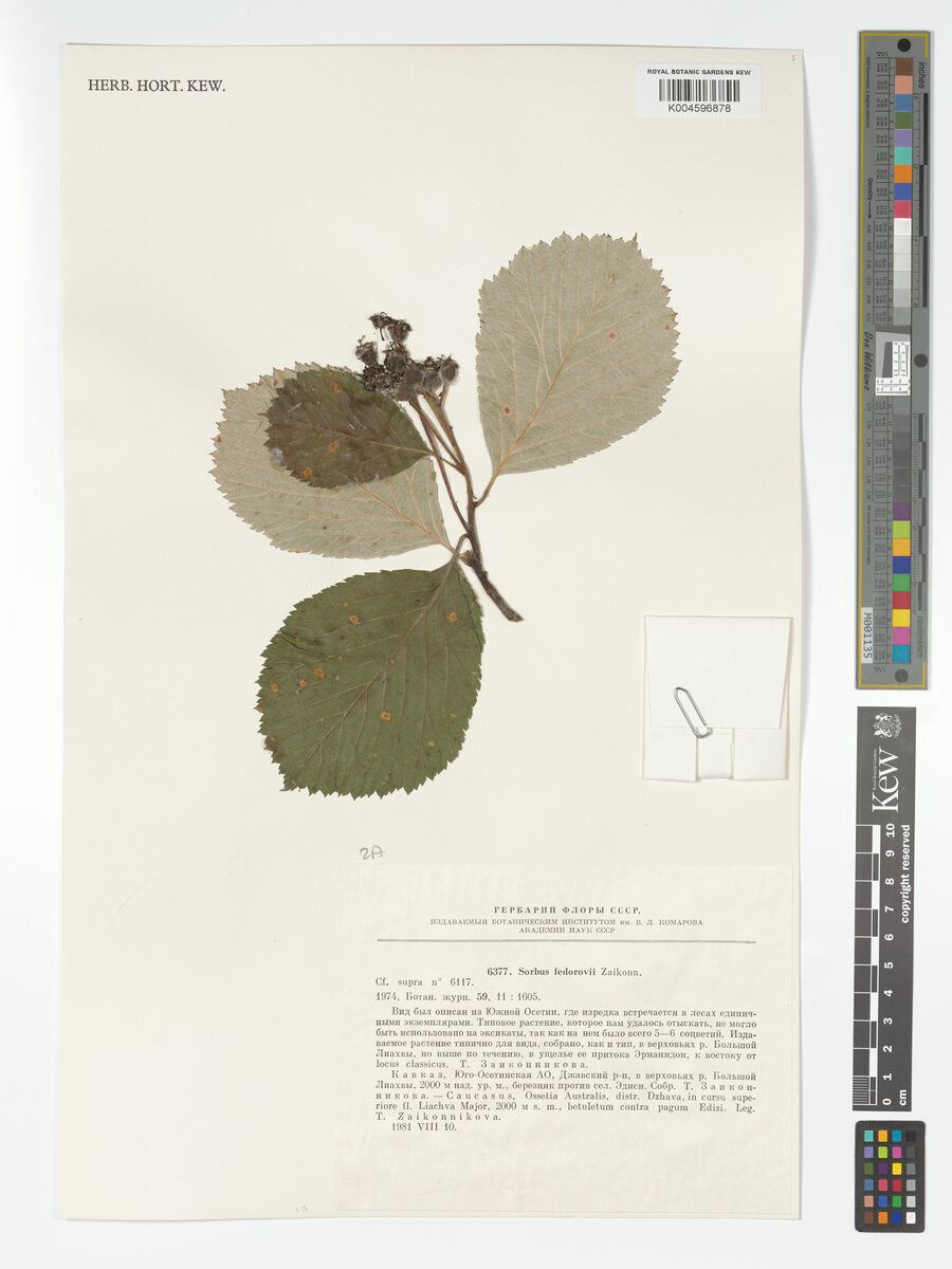 Sorbus fedorovii — photo