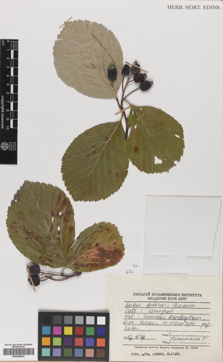 Sorbus fedorovii