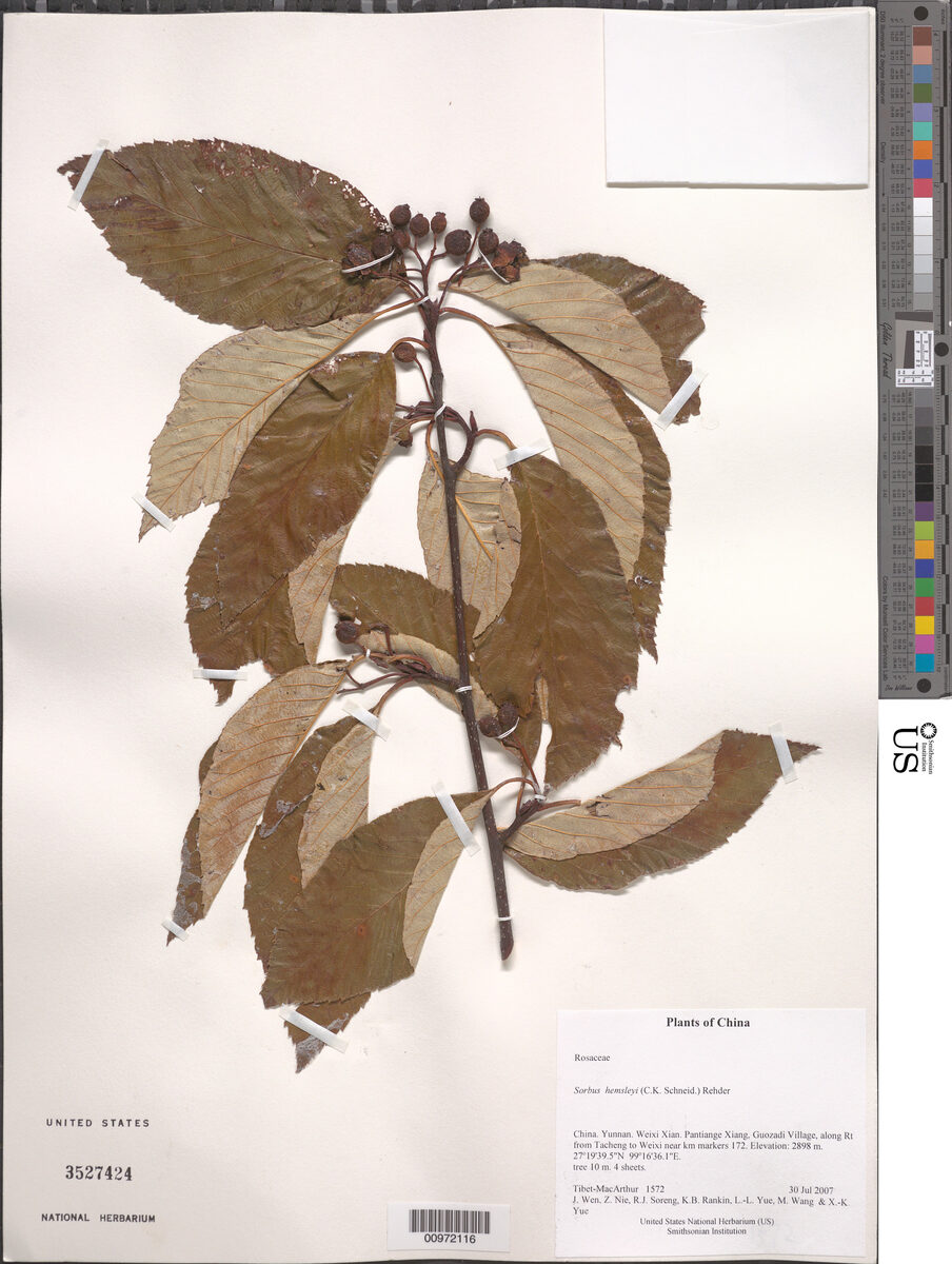 Sorbus hemsleyi — photo