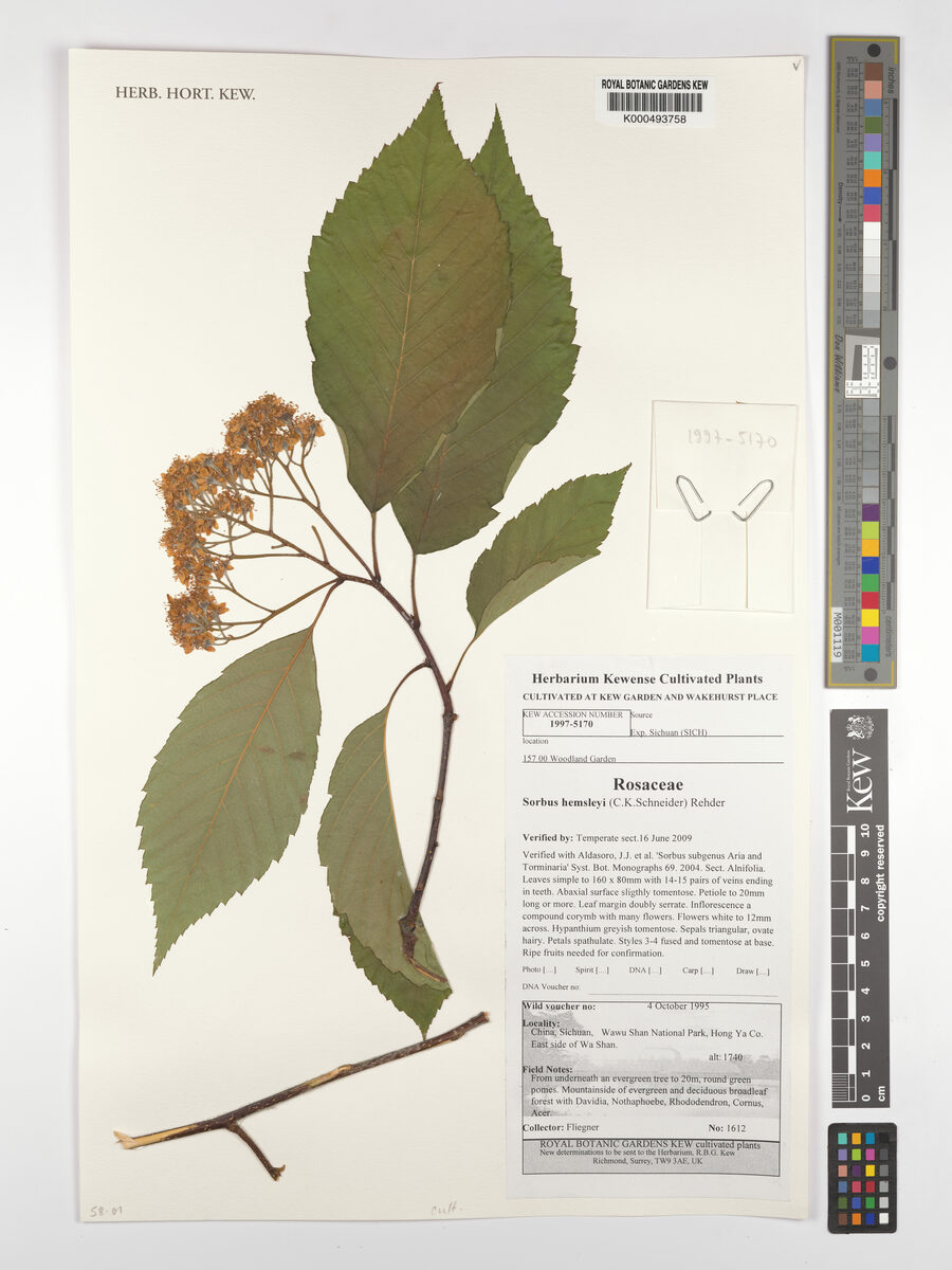 Sorbus hemsleyi — photo