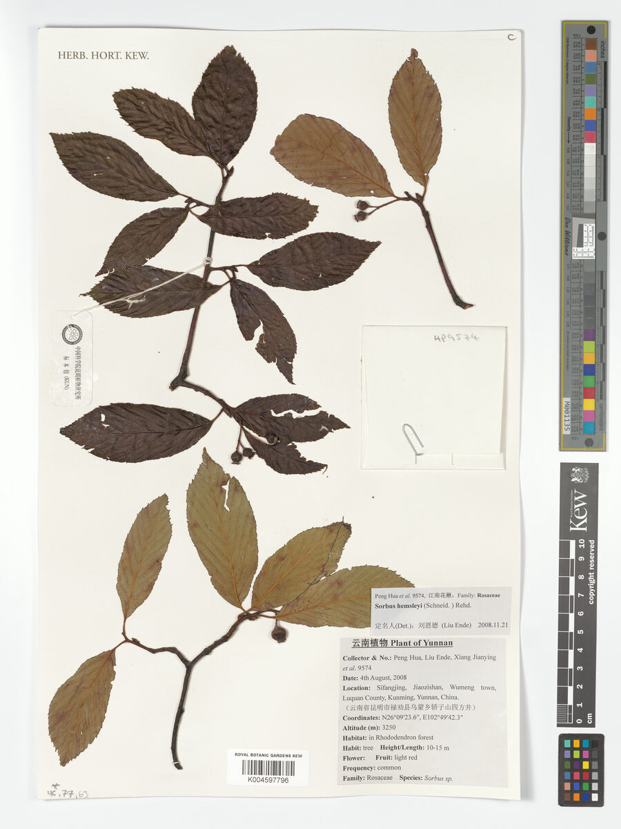 Sorbus hemsleyi