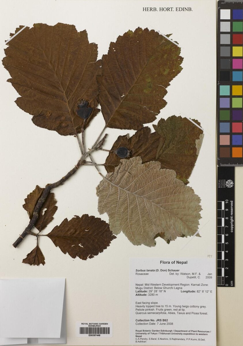 Sorbus lanata — photo