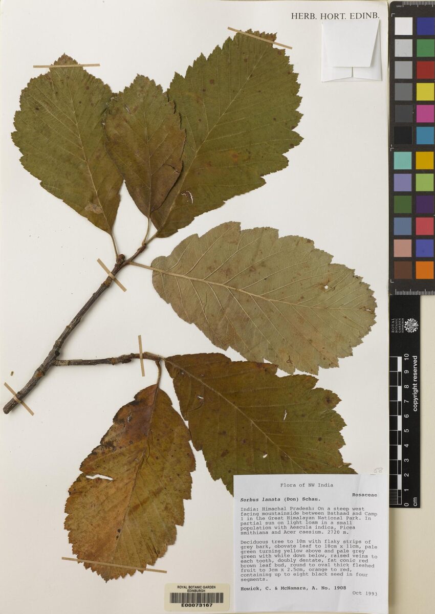 Sorbus lanata — photo
