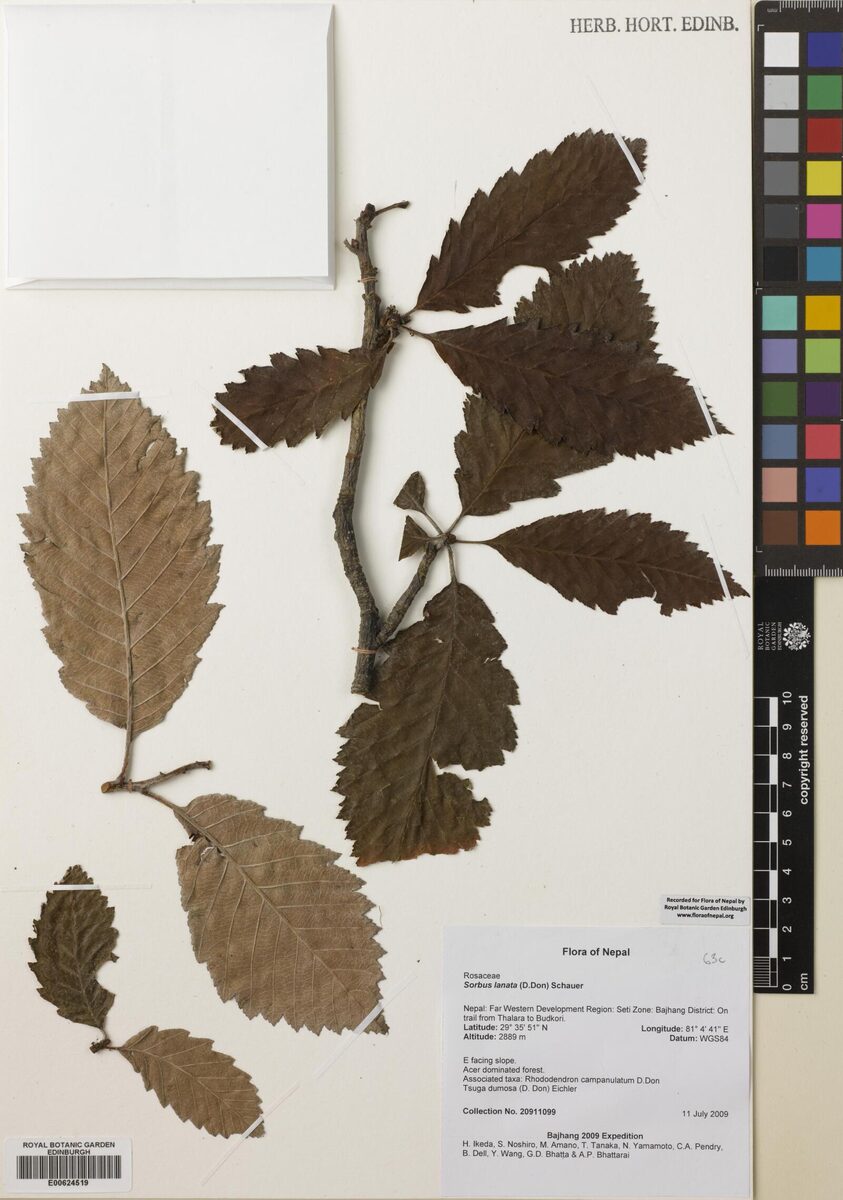 Sorbus lanata