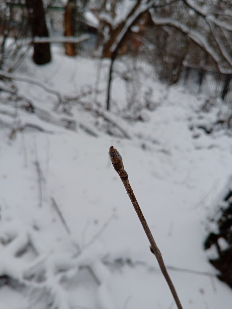 Sorbus species - . — photo