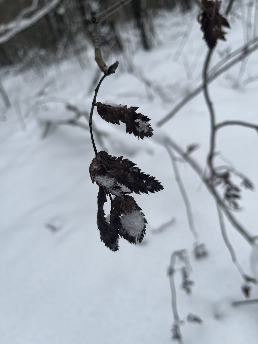 Sorbus species - . — photo