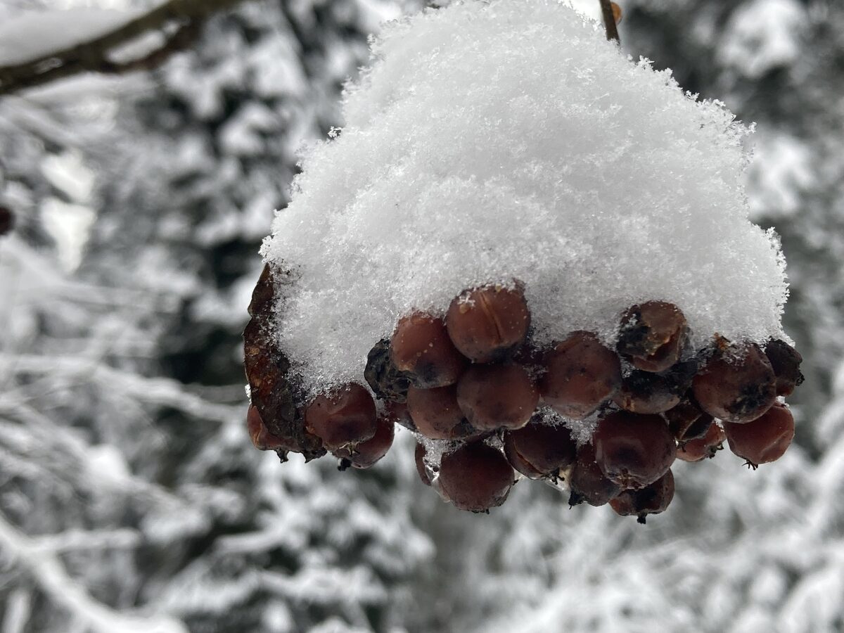 Sorbus species - .
