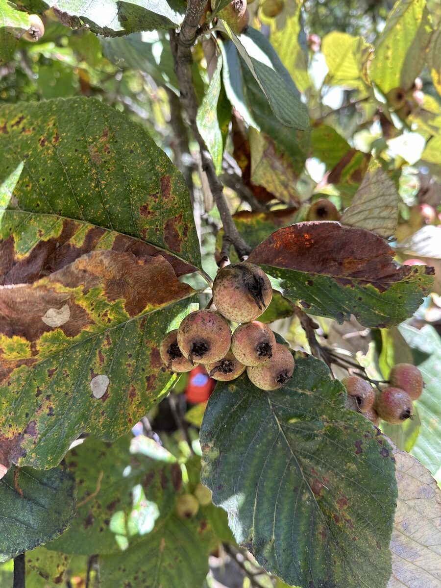 Sorbus vestita (Himalayan whitebeam) — photo
